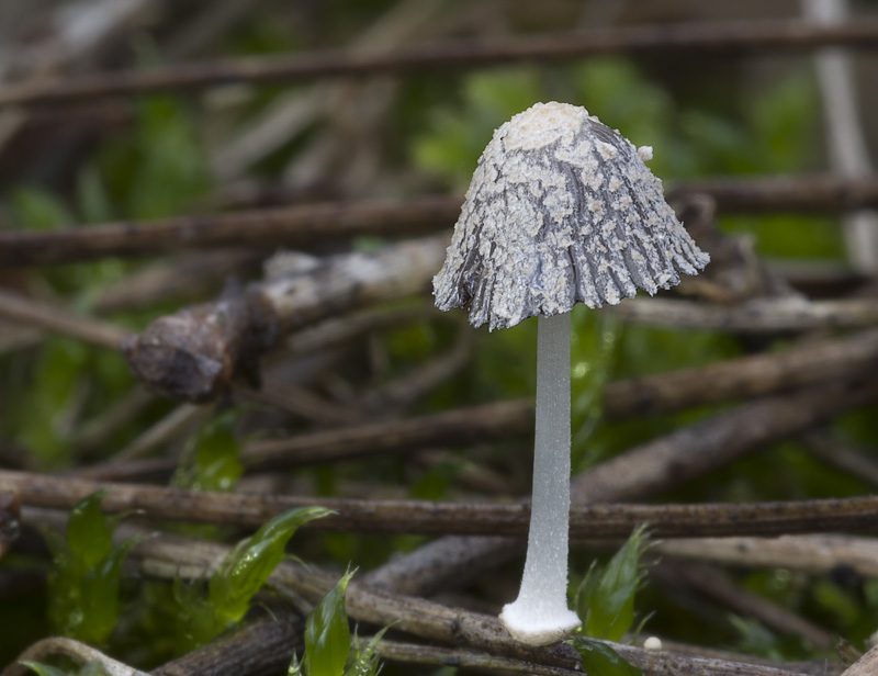 Coprinopsis friesii